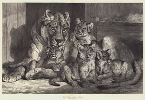 Lioness and Cubs